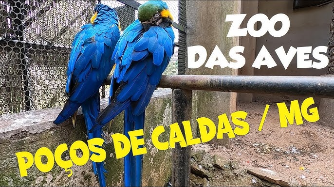 Zoológico das Aves em Poços de Caldas